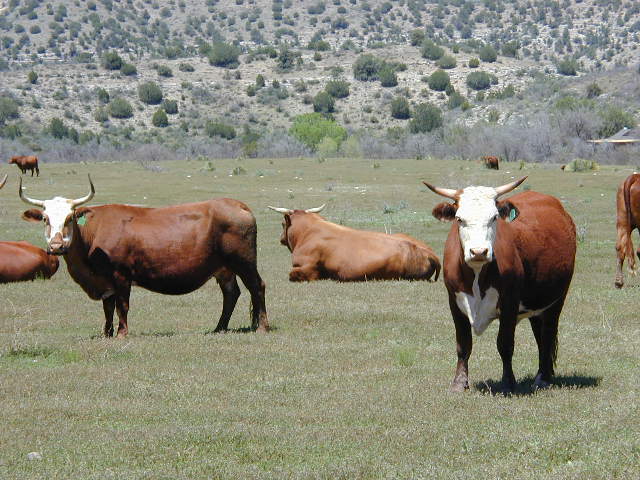 14-cattle007
