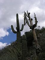 life_and_death_of_Saguaros