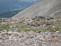 Marmots on Mosquito Pass above Leadville - 13185 feet above sea level
