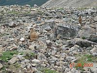 Marmots on Mosquito Pass above Leadville - 13185 feet above sea level