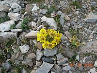Flowers on Mosquito Pass above Leadville - 13185 feet above sea level
