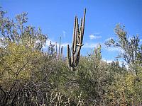 Saguaros were amazing along here!