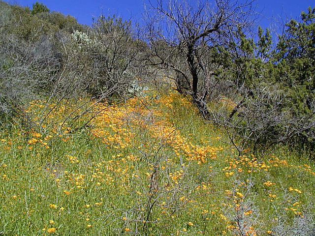 23-Scenery025-poppies