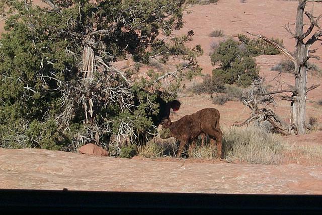 brand new baby calf!