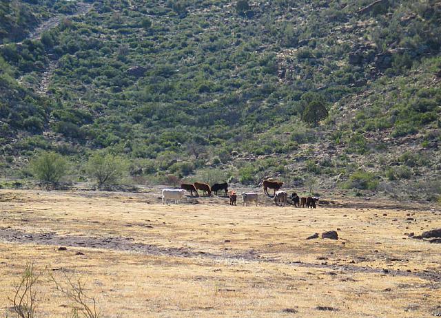 Curious onlookers watch our progress.