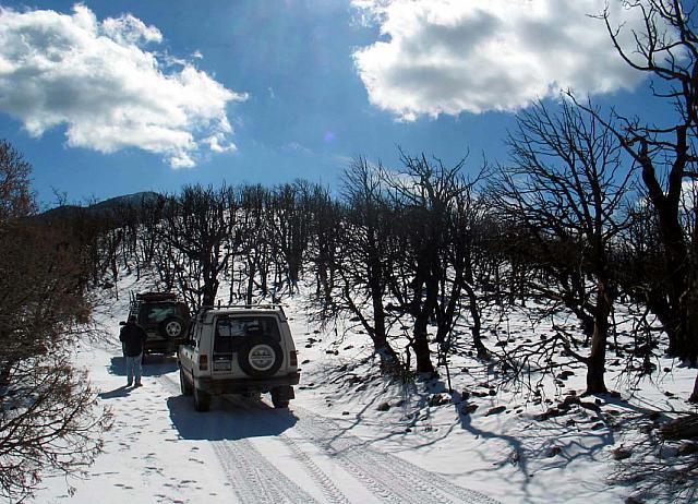 Dead trees on the hilltop.