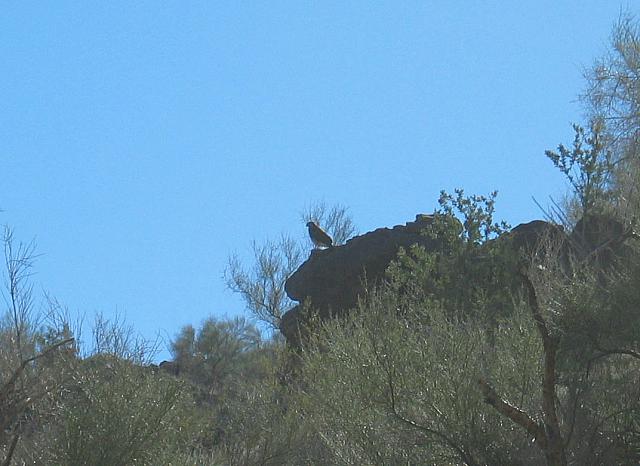 A hawk watches our progress