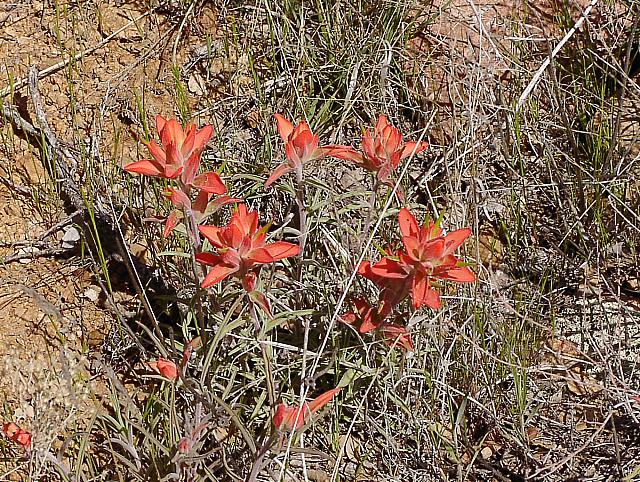 Some wildflowers at the top of Reno Pass