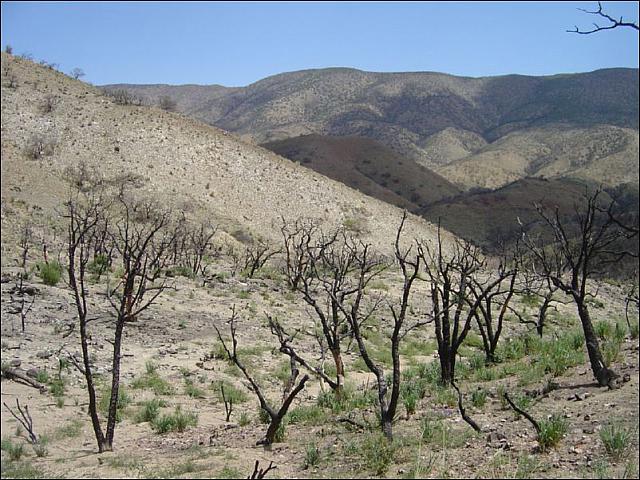 A lot of the trail looked like this