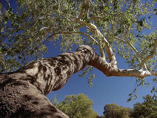 A tree fit for climbin'.