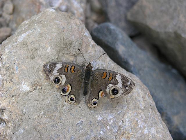 BUTTERFLY-Common Buckeye-002-Yavapai Country Backroad to Crown King
