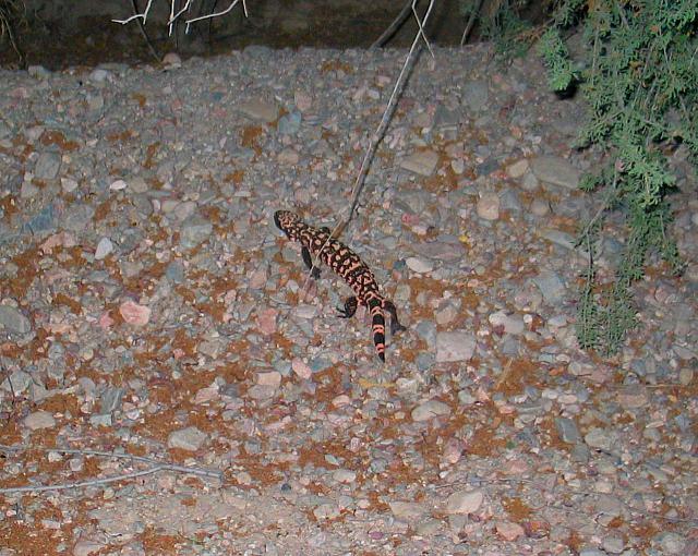 A rare treat seen on the trail:  A gila monster