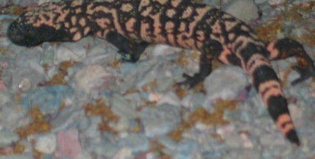 He was a fast moving bugger.  Hard to photograph in the dark.