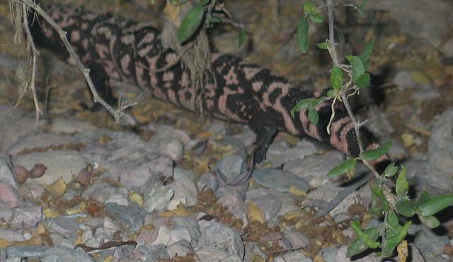 He disappears in the bushes