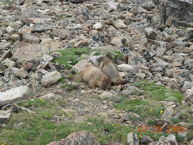 Marmots on Mosquito Pass above Leadville - 13185 feet above sea level
