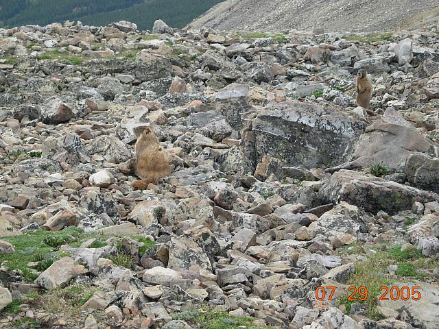 Marmots on Mosquito Pass above Leadville - 13185 feet above sea level