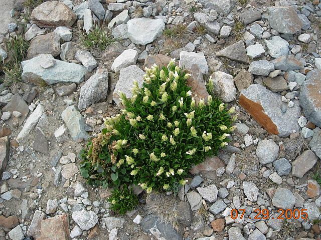 Flowers on Mosquito Pass above Leadville - 13185 feet above sea level