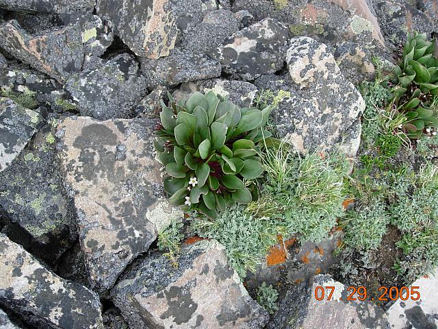 Flowers on Mosquito Pass above Leadville - 13185 feet above sea level