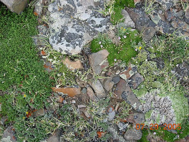 Flowers on Mosquito Pass above Leadville - 13185 feet above sea level