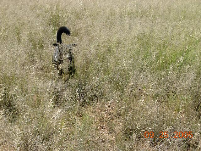 A strange Serengeti animal