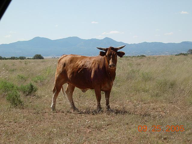 Another strange Serengeti beast