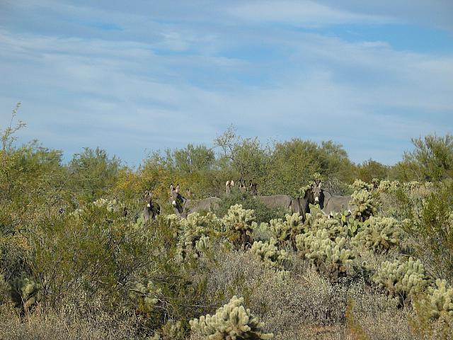 A crowd gathers to watch us pass