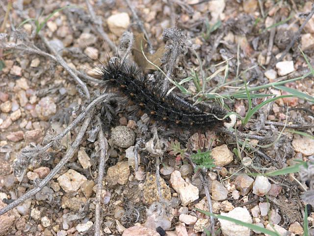 caterpillar-2.jpg