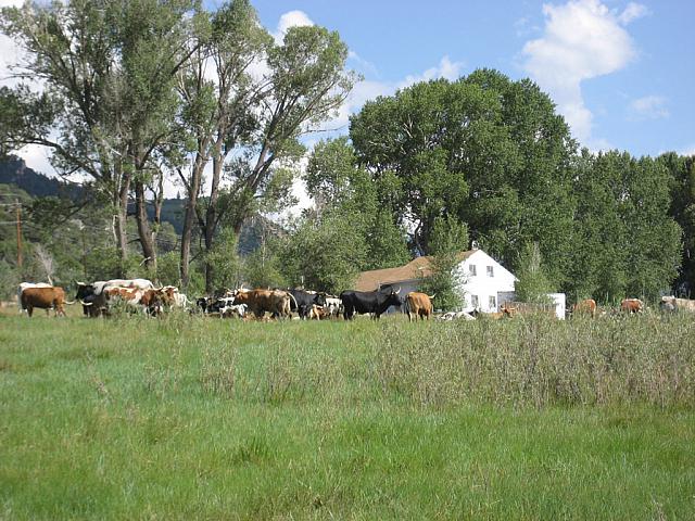 IMG_0815.jpg