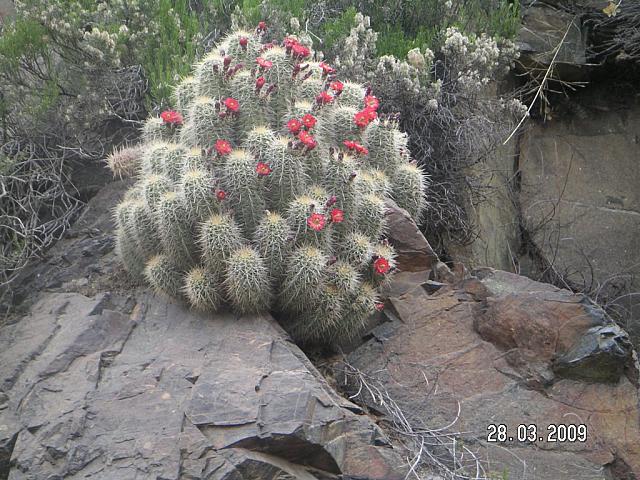 Cactii were in full bloom