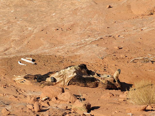 DAY3-dead cow leftovers