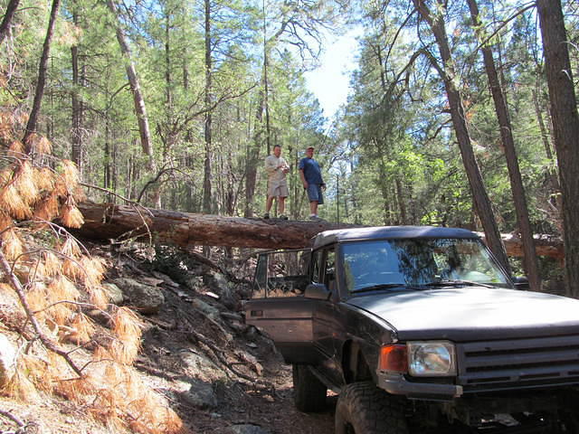 low tree across trail