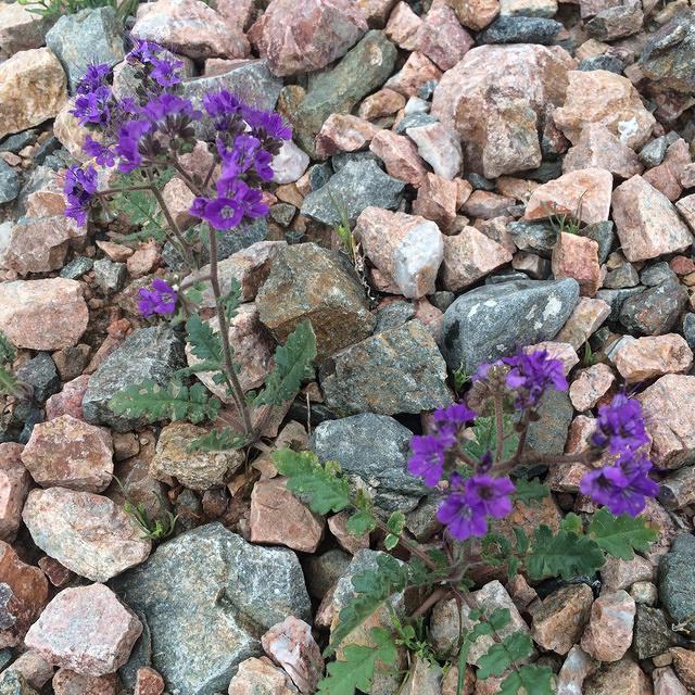 20140301-154115-iPhone