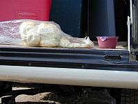 lunchcarnage002-rolls