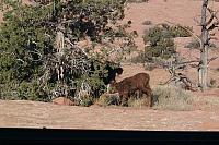 brand new baby calf!