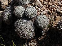 I think this is a pincushion cactus