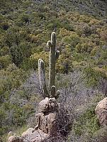 A Saguaro living on the rock for over 100 years