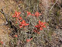 Some wildflowers at the top of Reno Pass