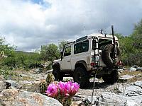 Desert Cactus blossoms