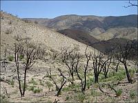 A lot of the trail looked like this