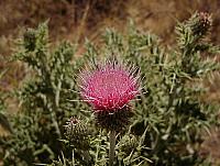 I don't think it's New Mexican Thistle, but related I'd suspect.