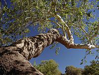 A tree fit for climbin'.
