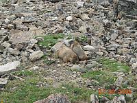 Marmots on Mosquito Pass above Leadville - 13185 feet above sea level