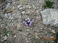 Flowers on Mosquito Pass above Leadville - 13185 feet above sea level
