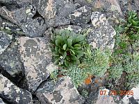 Flowers on Mosquito Pass above Leadville - 13185 feet above sea level
