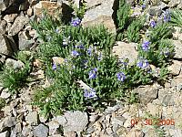 Flowers on Half Moon Lake / Iron Mike Mine trip