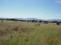 Arizona's Serengeti Plain