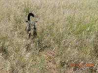 A strange Serengeti animal