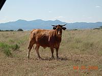 Another strange Serengeti beast