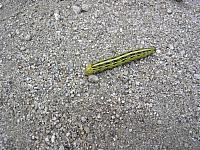 CATERPILLAR White lined sphinx Hyles lineata.jpg